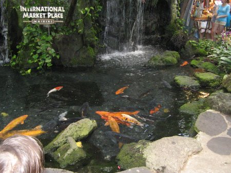 The fish pond in Waikiki